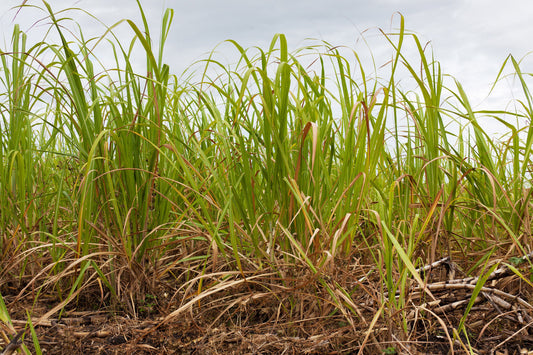Ethanol: a key resource for healthier living in Sub-Saharan Africa