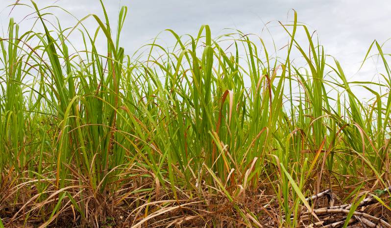 ethanol-key-resource-sub-saharan-africa